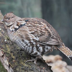 Ruffed Grouse (Bonasa umbellus)