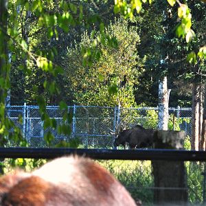 Bull Moose Exhibit beyond the Musk Ox Exhibit