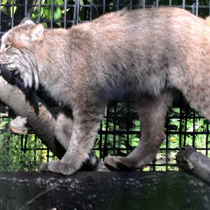 Canada Lynx