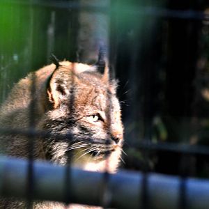 Canada Lynx