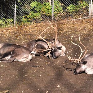 Caribou Exhibit