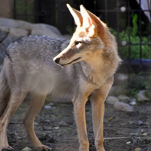 Coyote, new to the Alaska Zoo (from a facility in California)
