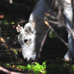 Dall Sheep