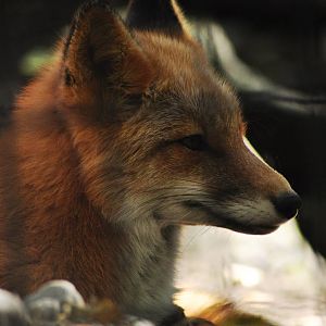 Red Fox