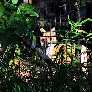Red Fox Exhibit