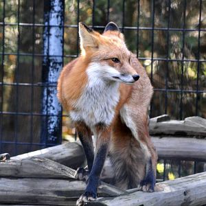 Red Fox Exhibit