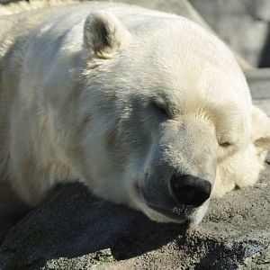 Polar Bear