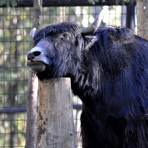 Tibetan Yak