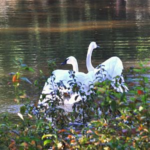 Trumpeter Swans - Mated Pair
