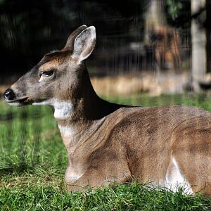 Sitka Black-tailed Deer