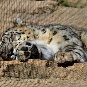 Snow Leopard