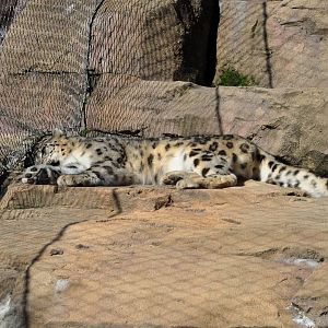 Snow Leopard Exhibit (east side enclosure - Male?)