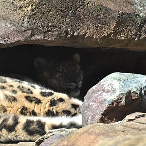 Snow Leopard Exhibit (west side enclosure - Female?)