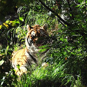 Amur Tiger Exhibit