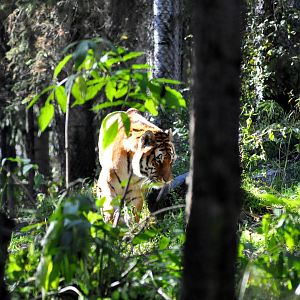 Amur Tiger Exhibit