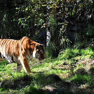 Amur Tiger