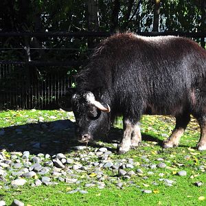 Greenland Musk Ox