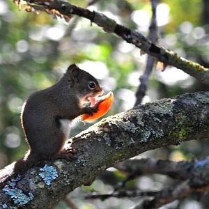 American Red Squirrel (wild) eating mushroom in Zoo woods.