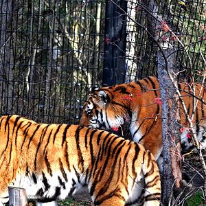 Amur Tigers