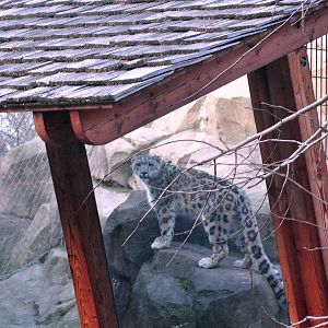 Snow Leopard Exhibit