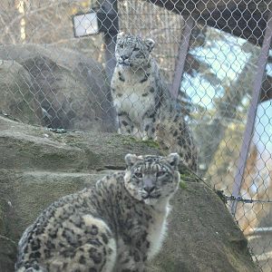 Snow Leopard Exhibit