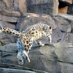 Snow Leopard ascendant