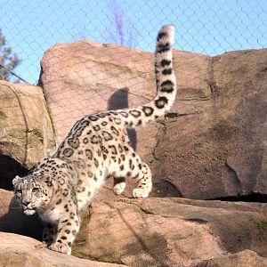 Snow Leopard
