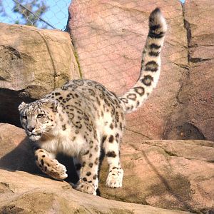 Snow Leopard
