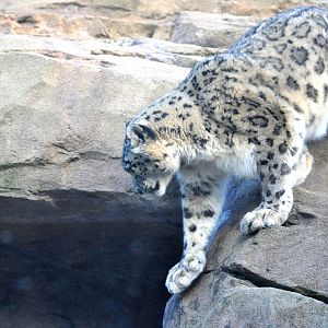 Snow Leopard