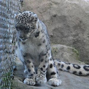 Snow Leopard