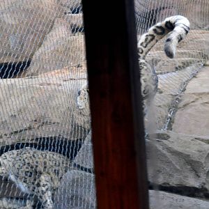 Snow Leopard Courtship (I was standing just in the wrong place)