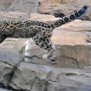 Snow Leopard