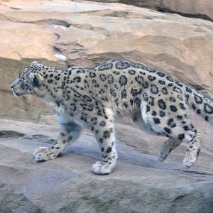 Snow Leopard