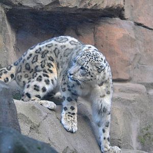 Snow Leopard