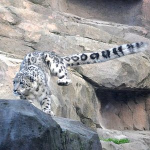 Snow Leopard