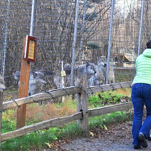 Grey Wolf Exhibit and Guests