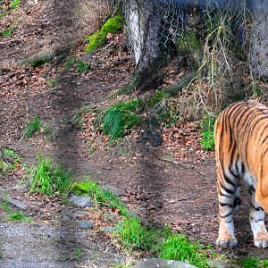 Amur Tiger and Black-billed Magpie (Homage to Korean Folklore)