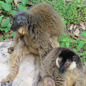 Lemur Lookout - Collared Lemur