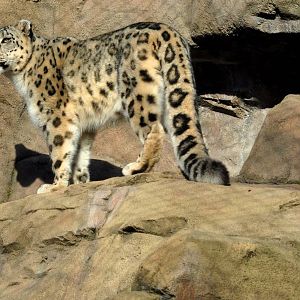 The Snow Leopard