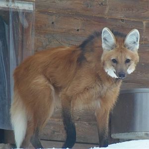 Cautious Maned Wolf