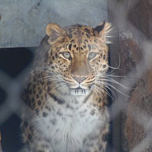 Wary Amur Leopard