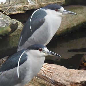 Black-Crowned Night Herons