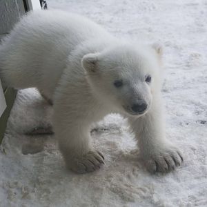 Polar Bear Cub
