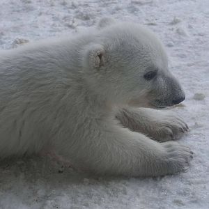 Polar Bear Cub