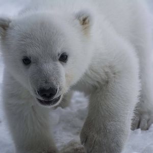 Polar Bear Cub