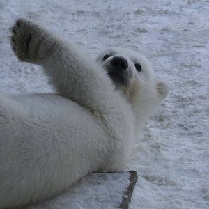 Polar Bear Cub