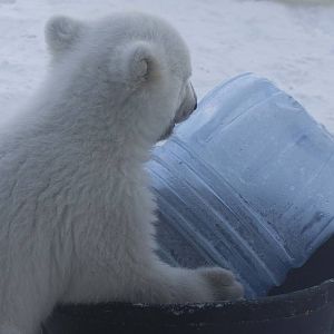 Polar Bear Cub