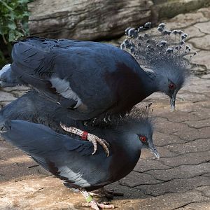 Victoria Crowned Pigeon