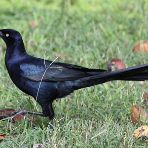 Grackles species