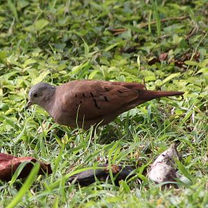 Ruddy ground dove